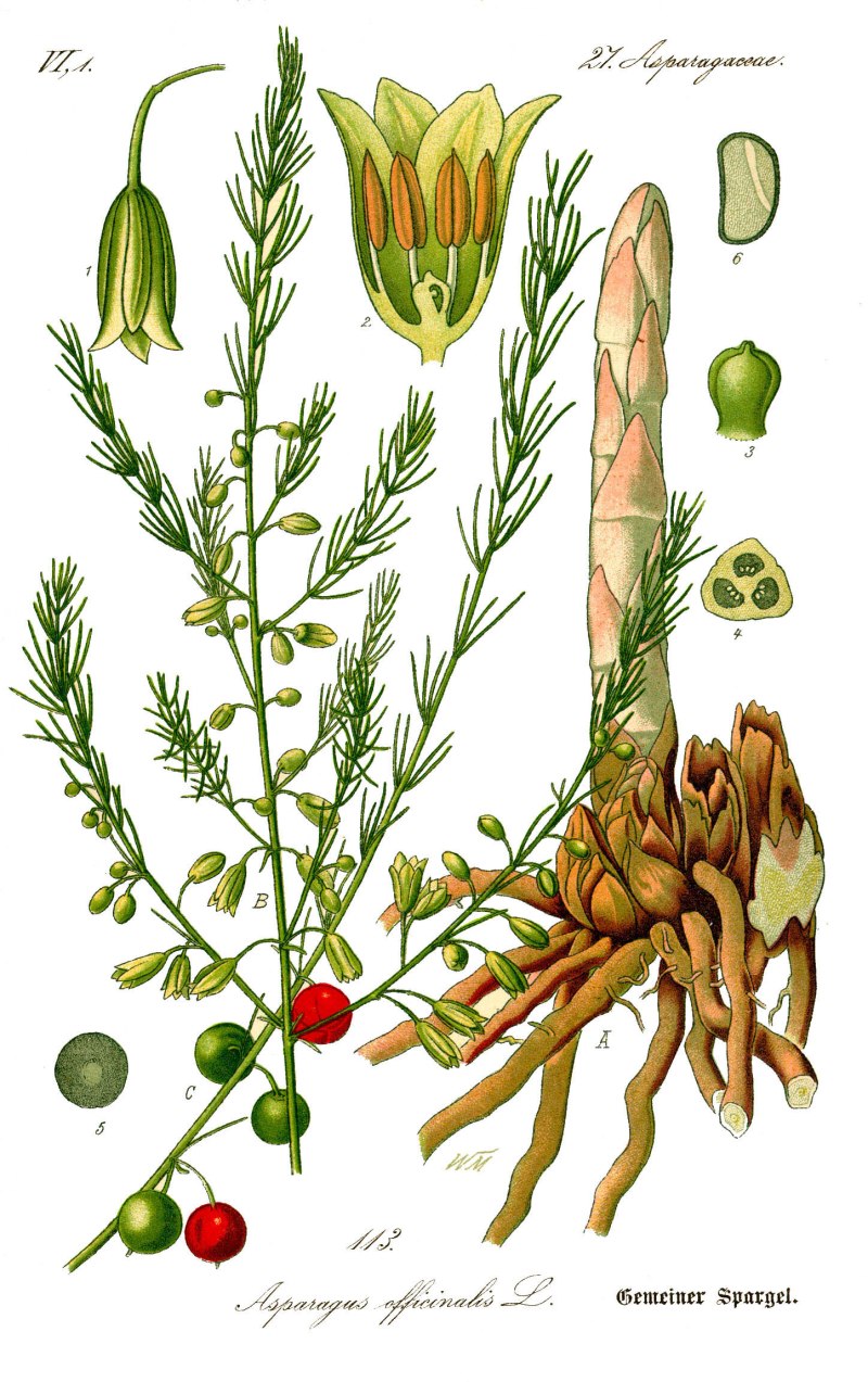 Illustration_Asparagus_officinalis0b